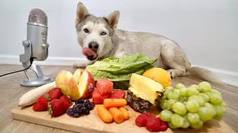 Post 3 by Max The Husky on YouTube (video)