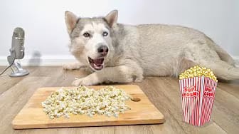 Post 5 by Max The Husky on YouTube (video)