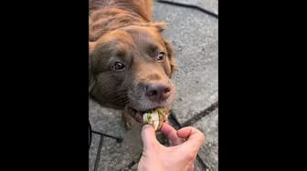 Post 2 by The Dog Dish Diaries on YouTube (video)