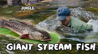 Post 4 by Jungle Retreat on YouTube (video)