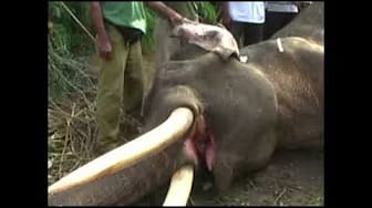 Post 7 by SAVE ELEPHANTS on YouTube (video)
