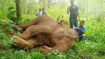 Post 8 by SAVE ELEPHANTS on YouTube (video)
