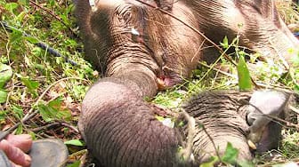 Post 1 by SAVE ELEPHANTS on YouTube (video)