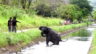 Post 6 by SAVE ELEPHANTS on YouTube (video)