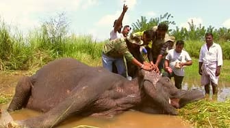 Post 5 by SAVE ELEPHANTS on YouTube (video)