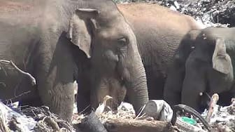 Post 4 by SAVE ELEPHANTS on YouTube (video)