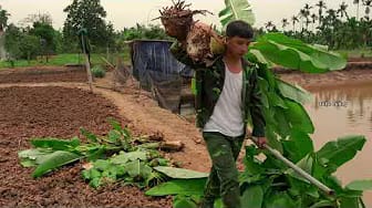 Post 2 by Triệu Cường on YouTube (video)