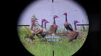 Post 2 by HUNTING DOVE AND DUCKS on YouTube (video)