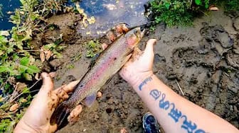 Post 6 by Man vs Fish on YouTube (video)