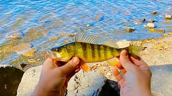 Post 10 by Man vs Fish on YouTube (video)