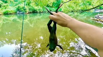 Post 8 by Man vs Fish on YouTube (video)