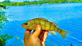 Post 7 by Man vs Fish on YouTube (video)