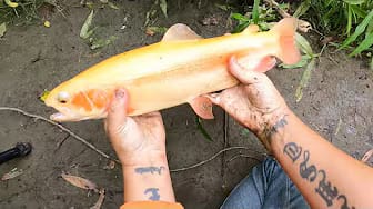 Post 2 by Man vs Fish on YouTube (video)
