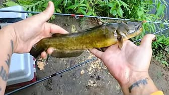 Post 4 by Man vs Fish on YouTube (video)
