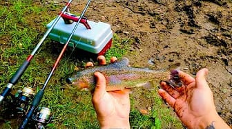 Post 5 by Man vs Fish on YouTube (video)