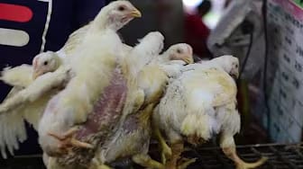Post 7 by Meat Cutting on YouTube (video)
