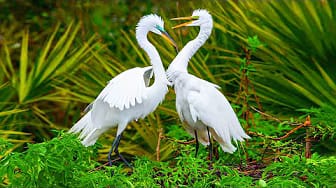 Post 5 by Soul Relaxing Music on YouTube (video)