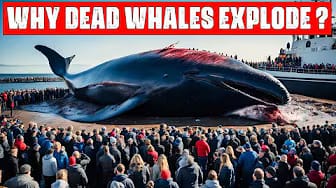 Post 5 by Tabeer TV on YouTube (video)