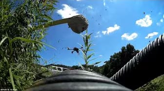 Post 7 by Vanden King on YouTube (video)