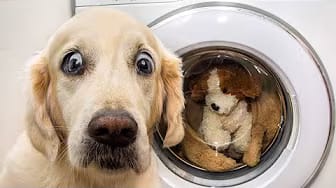 Post 8 by We Pets on YouTube (video)