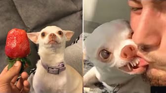 Post 7 by We Pets on YouTube (video)