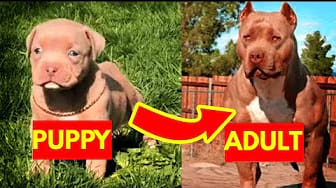 Post 2 by We Pets on YouTube (video)