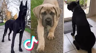Post 6 by We Pets on YouTube (video)