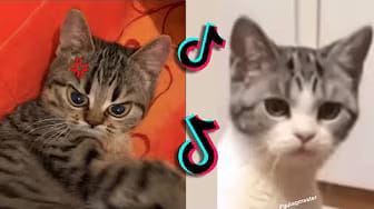 Post 4 by We Pets on YouTube (video)