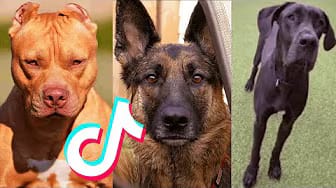 Post 5 by We Pets on YouTube (video)