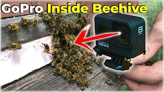 Post 3 by 4 Degree on YouTube (video)