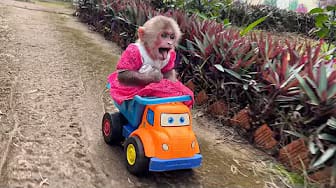 Post 1 by Moon & Bon – Funny Baby Monkey Moments on YouTube (video)