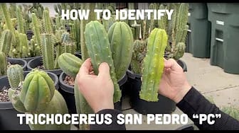 Post 10 by Mallacht's Plants on YouTube (video)