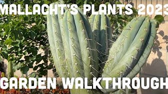 Post 5 by Mallacht's Plants on YouTube (video)