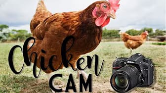Post 2 by Freedom Reign Farm on YouTube (video)