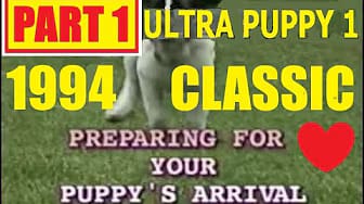 Post 1 by Pooch School™ - by  Paul Moran on YouTube (video)