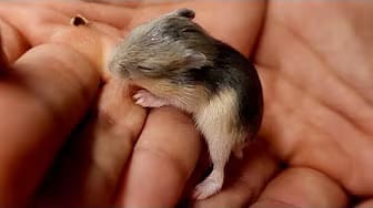 Post 9 by Hamsters And Toys on YouTube (video)