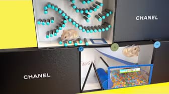 Post 7 by Hamsters And Toys on YouTube (video)