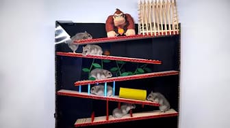 Post 5 by Hamsters And Toys on YouTube (video)