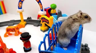 Post 6 by Hamsters And Toys on YouTube (video)