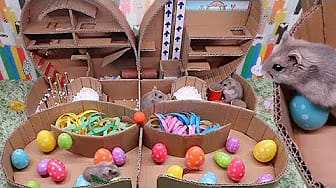 Post 3 by Hamsters And Toys on YouTube (video)