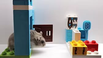 Post 1 by Hamsters And Toys on YouTube (video)
