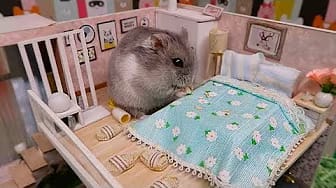 Post 4 by Hamsters And Toys on YouTube (video)