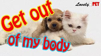 Post 6 by Lovely Pet on YouTube (video)