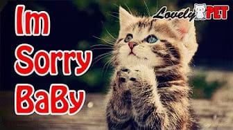 Post 4 by Lovely Pet on YouTube (video)