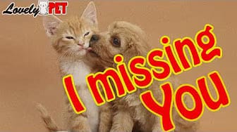 Post 5 by Lovely Pet on YouTube (video)