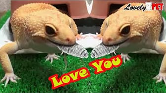 Post 1 by Lovely Pet on YouTube (video)
