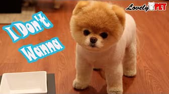 Post 3 by Lovely Pet on YouTube (video)
