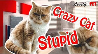 Post 2 by Lovely Pet on YouTube (video)