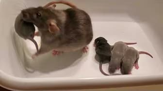 Post 10 by Whispering Grove Rattery on YouTube (video)
