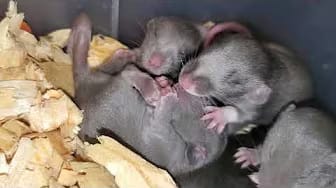 Post 9 by Whispering Grove Rattery on YouTube (video)